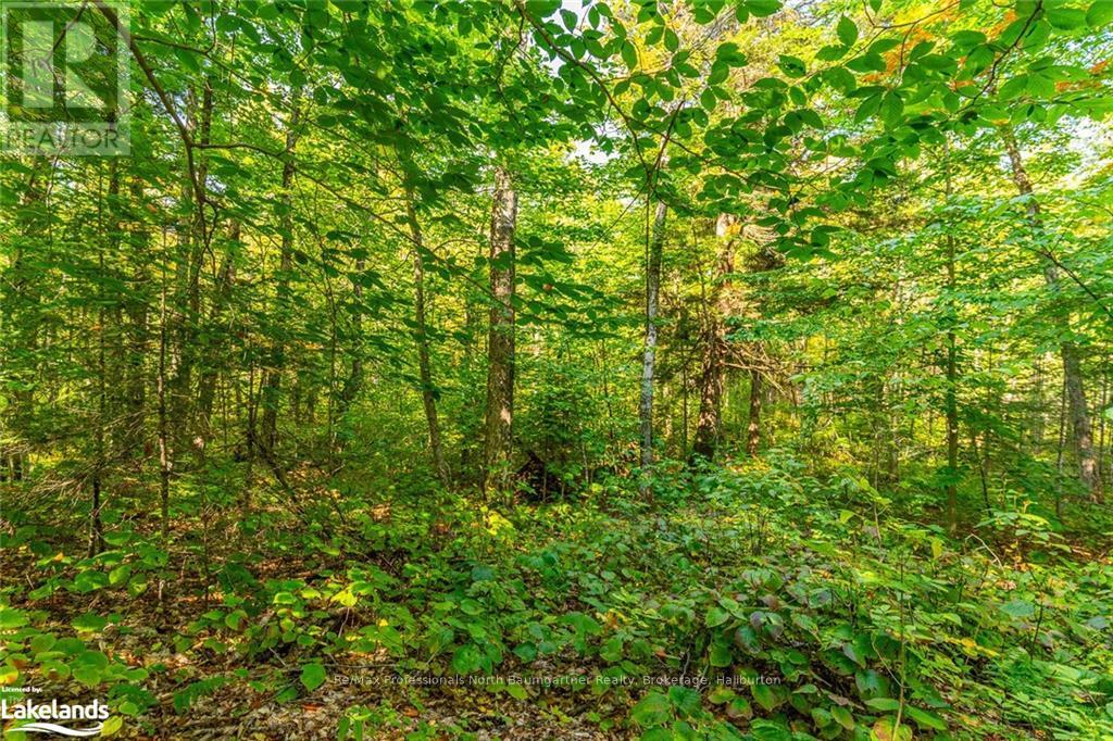 Lot 49 Basshaunt Lake Road, Dysart Et Al, Ontario  K0M 1M0 - Photo 9 - X10437016