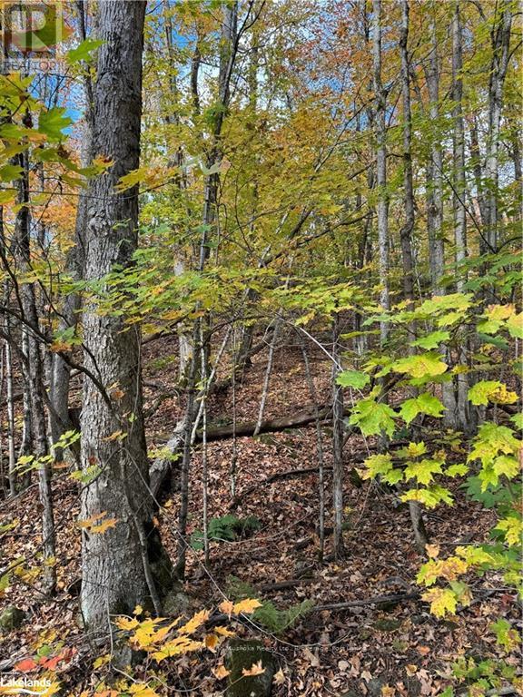 353c Balsam Creek Road, Parry Sound Remote Area, Ontario  P0H 1S0 - Photo 6 - X10435678