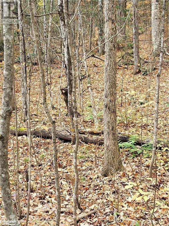 0 Haines Lake Road, Mcdougall, Ontario  P2A 0B3 - Photo 5 - X10438057