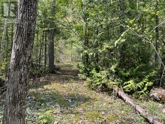 191-193 Mallory Beach Road, South Bruce Peninsula, Ontario  N0H 2T0 - Photo 4 - X12016374