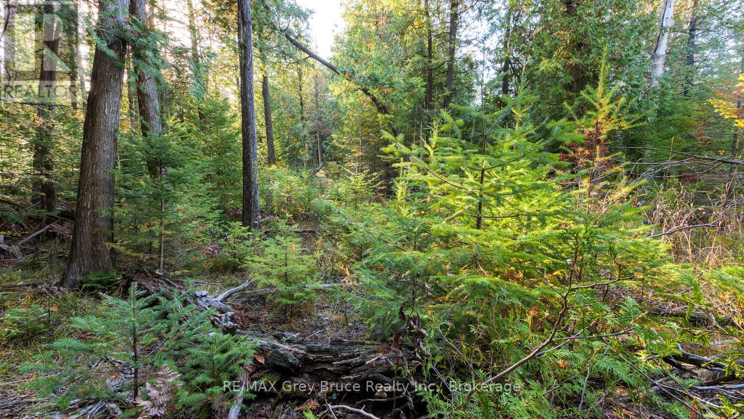 Part Lot 37 Con D Sauble Falls Parkway, South Bruce Peninsula, Ontario  N0H 2G0 - Photo 6 - X12062389