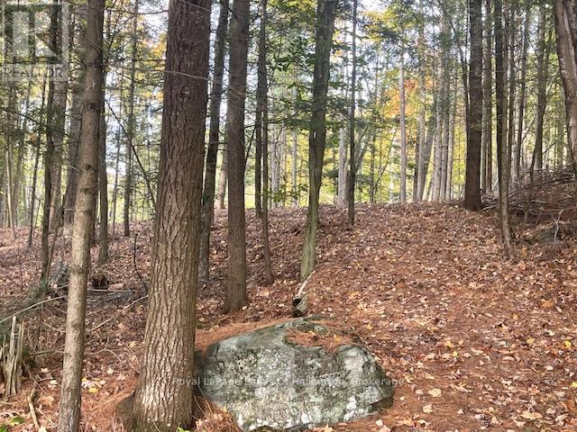 0 Hwy 35, Algonquin Highlands, Ontario  K0M 1S0 - Photo 28 - X12116185