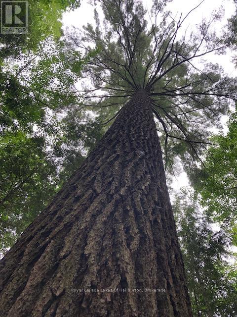 0 Hwy 35, Algonquin Highlands, Ontario  K0M 1S0 - Photo 36 - X12116185
