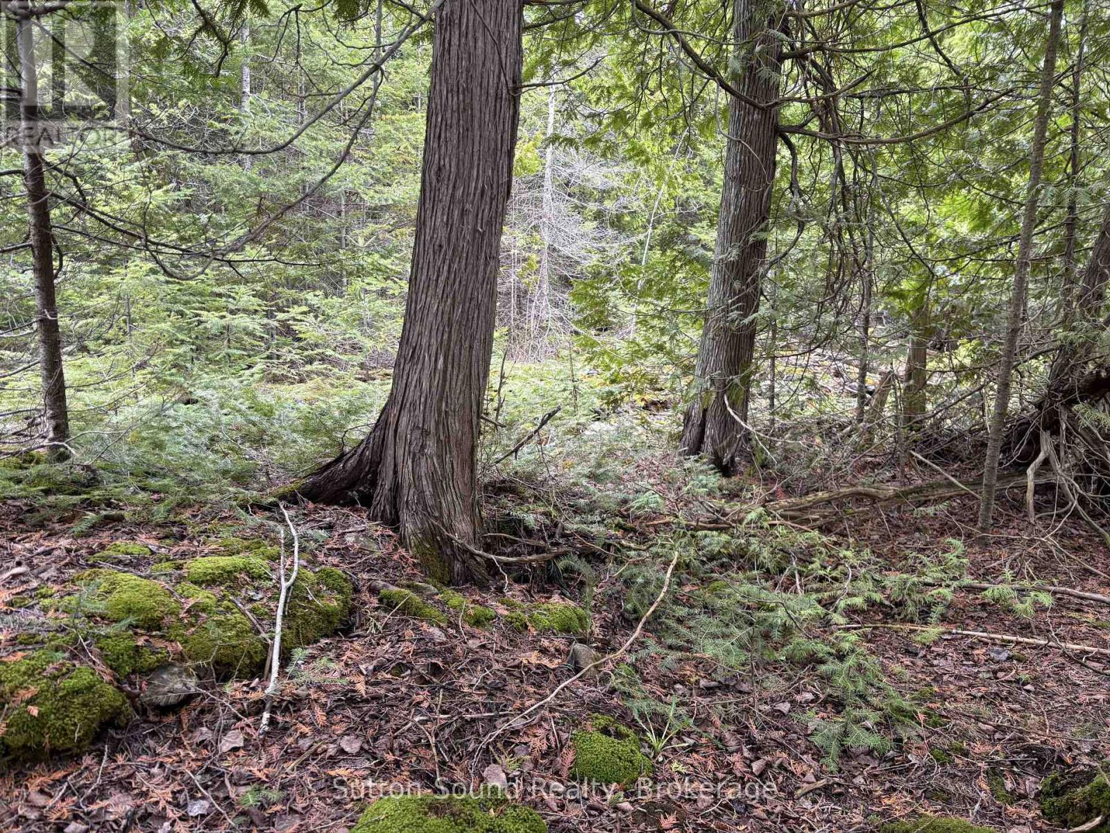 Pt Lt35 Con 3 Wbr Pt 77 Concession, Northern Bruce Peninsula, Ontario  N0H 1W0 - Photo 11 - X12121926