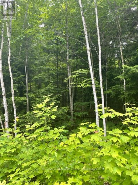 0 Big Hawk Lake Road, Algonquin Highlands, Ontario  K0M 1S0 - Photo 11 - X12152476
