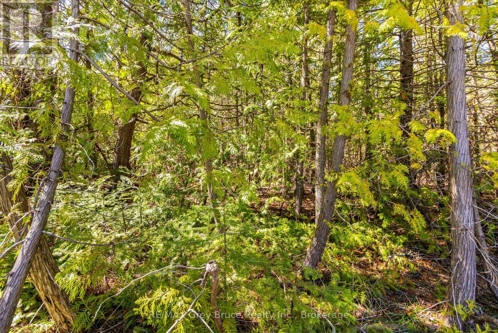 Part Fm Lot 4 Chi Sin Tib Dek Road, Northern Bruce Peninsula, Ontario  N0H 2R0 - Photo 6 - X12155856
