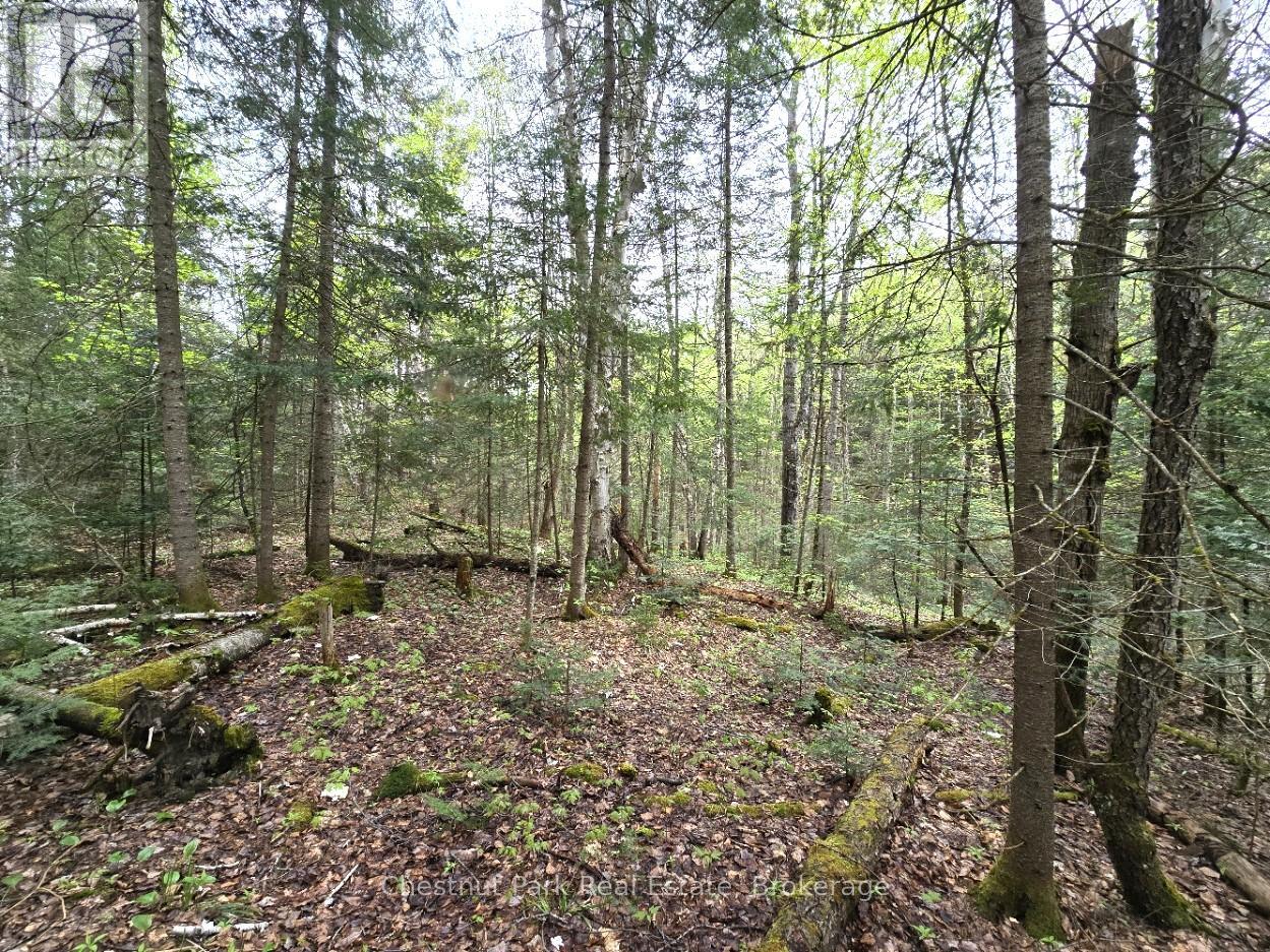Part 4 Echo Ridge Road, Kearney, Ontario  P0A 1M0 - Photo 35 - X12156751