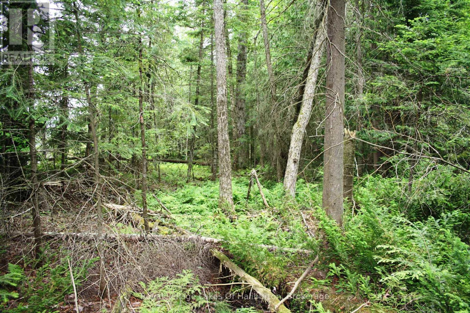 0 South Beaver Lake Lane, Minden Hills, Ontario  K0M 2L1 - Photo 13 - X12158946