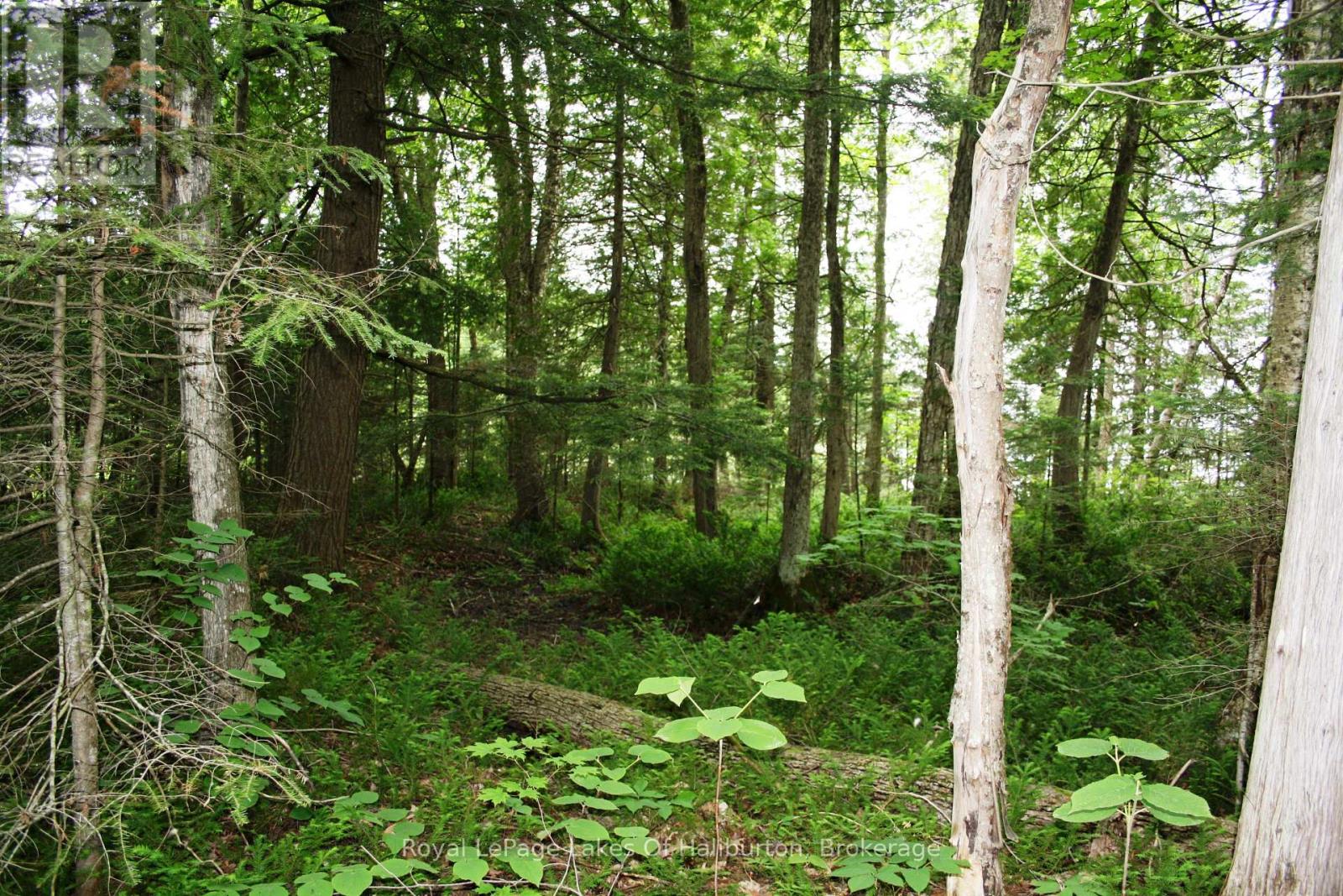 0 South Beaver Lake Lane, Minden Hills, Ontario  K0M 2L1 - Photo 15 - X12158946