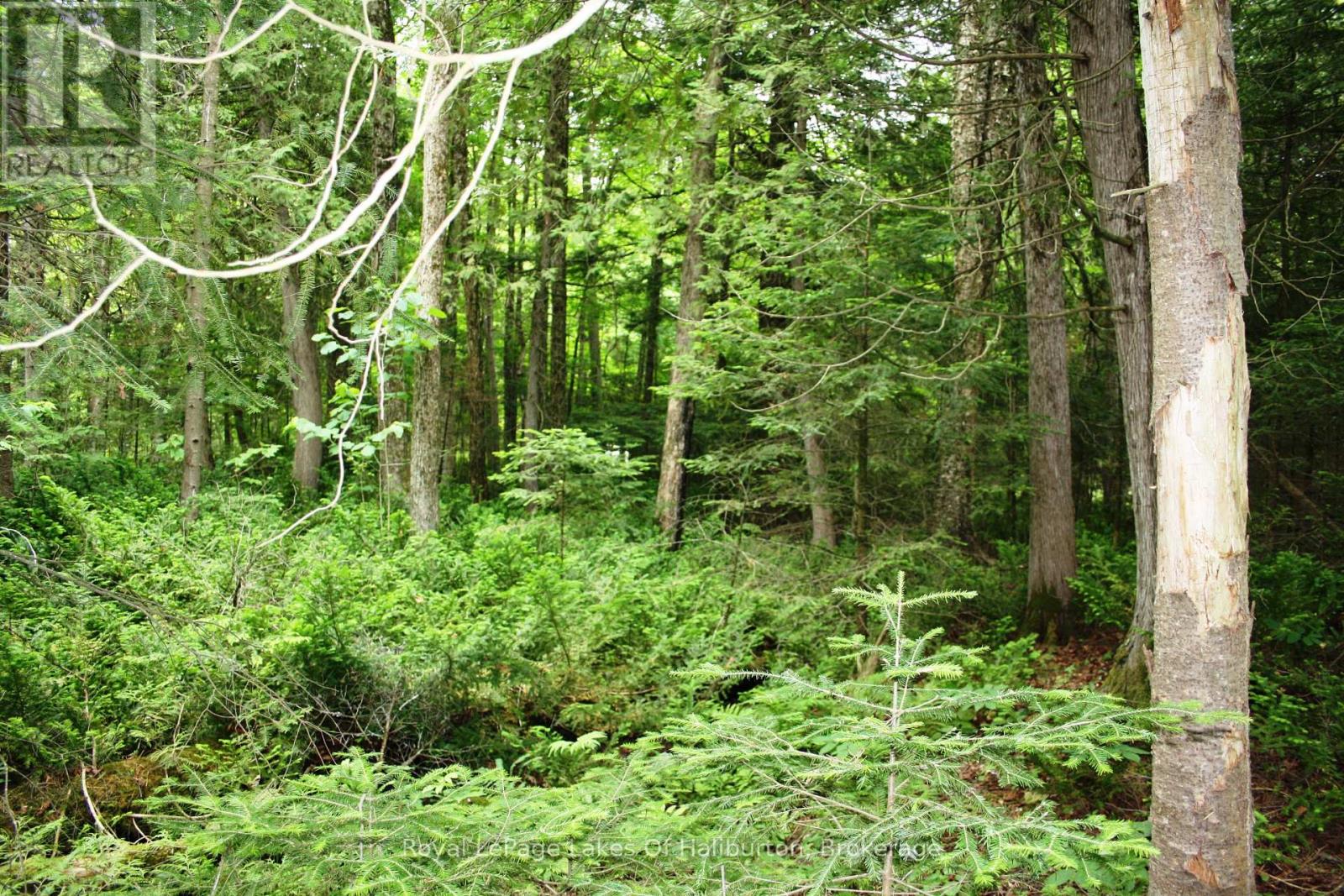 0 South Beaver Lake Lane, Minden Hills, Ontario  K0M 2L1 - Photo 16 - X12158946