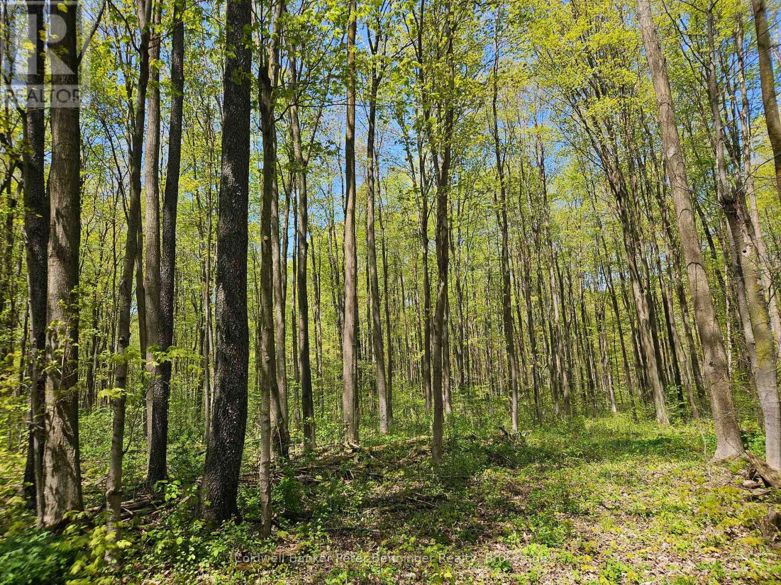 181463 12 Concession, West Grey, Ontario  N0G 1C0 - Photo 28 - X12159484