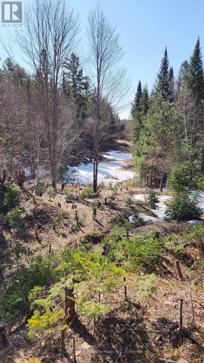 00 Red Pine Trail, Bracebridge, Ontario  P0B 1L0 - Photo 4 - X12159878