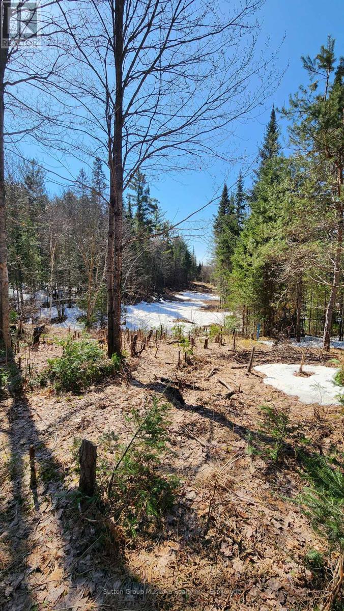 00 Red Pine Trail, Bracebridge, Ontario  P0B 1L0 - Photo 5 - X12159878