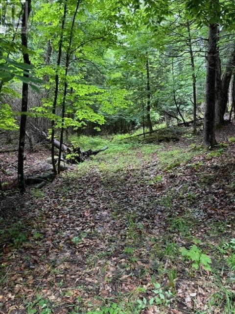 Lot 70 25th Line, Algonquin Highlands, Ontario  K0M 1J1 - Photo 18 - X12221525