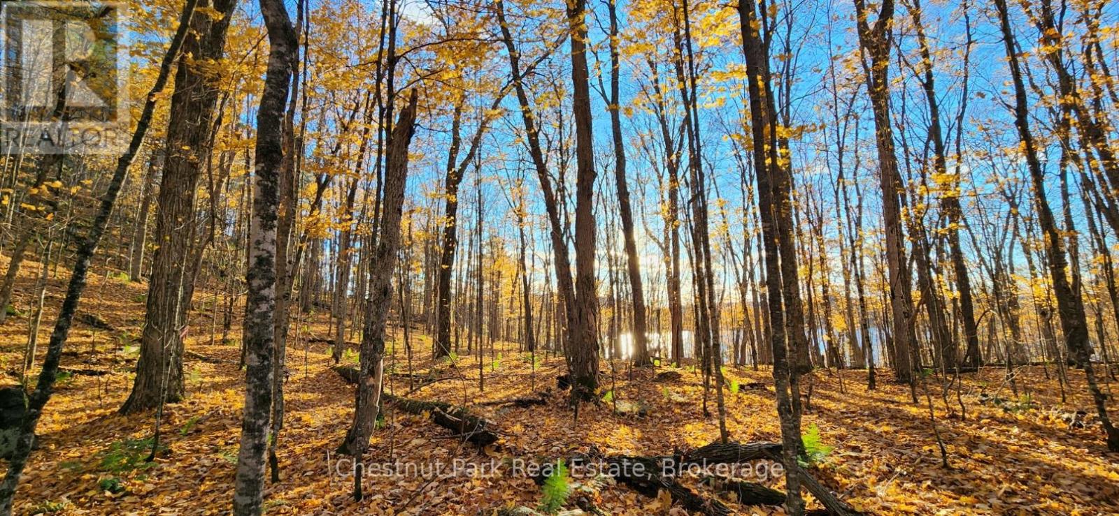 920 Big Island, Huntsville, Ontario  P1H 2J2 - Photo 20 - X12222691