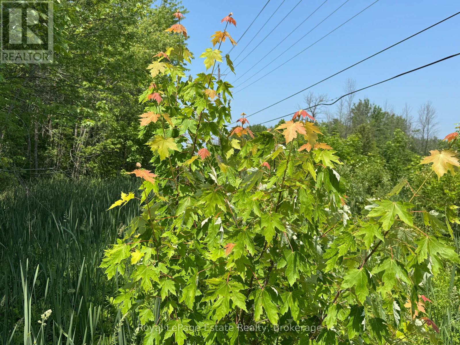 Pt Lt 36 & Pt Lt 37;  13 Concession, Arran-Elderslie, Ontario  N0H 1A0 - Photo 5 - X12240893