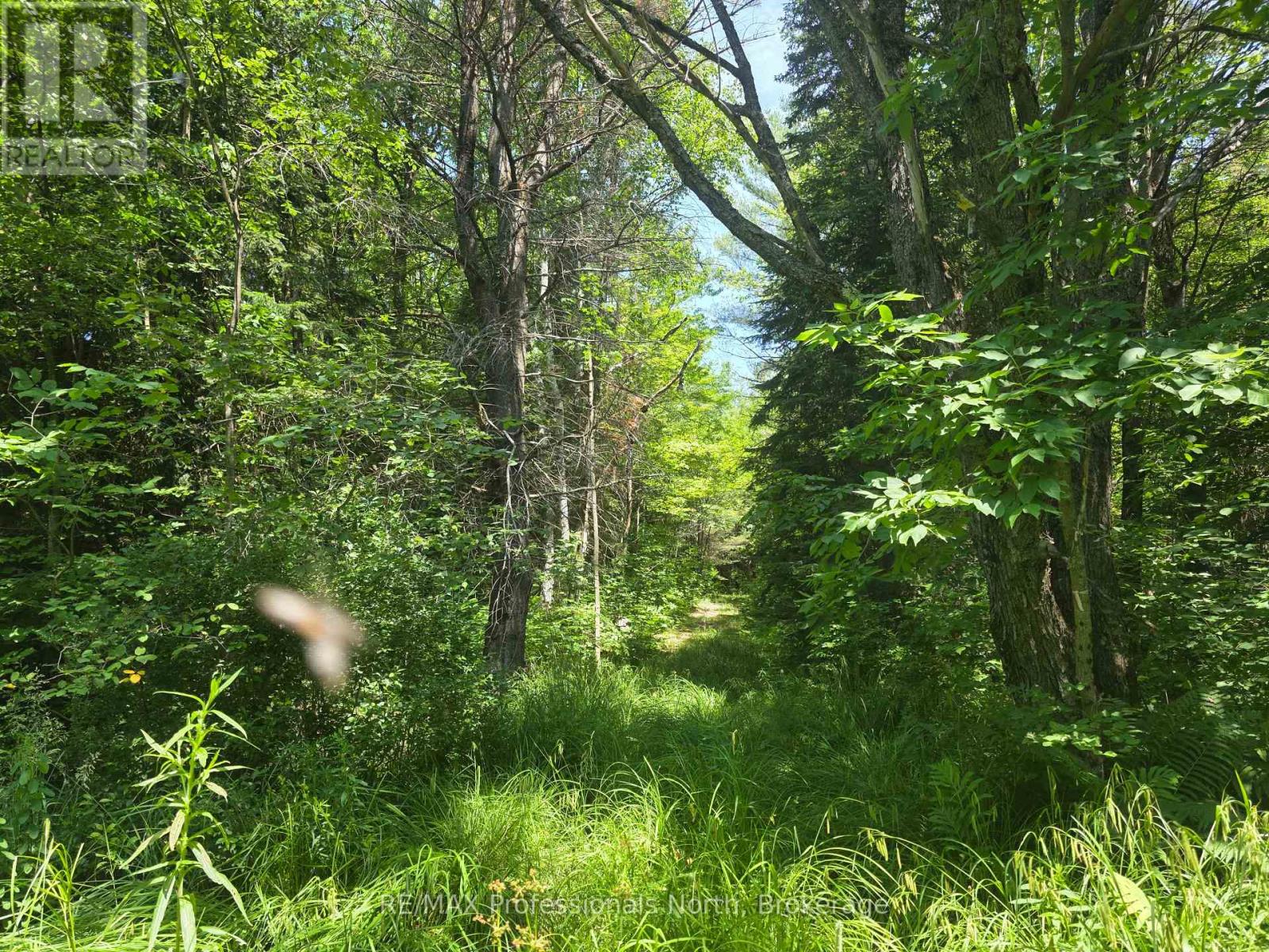 1134 Walkers Line Road, Algonquin Highlands, Ontario  K0M 1S0 - Photo 14 - X12265431
