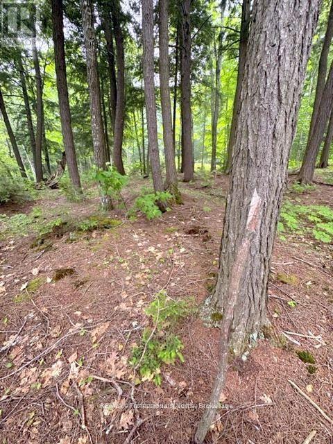 1167 Leon's Lane, Dysart Et Al, Ontario  K0M 1S0 - Photo 23 - X12277380