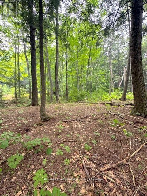 1167 Leon's Lane, Dysart Et Al, Ontario  K0M 1S0 - Photo 25 - X12277380