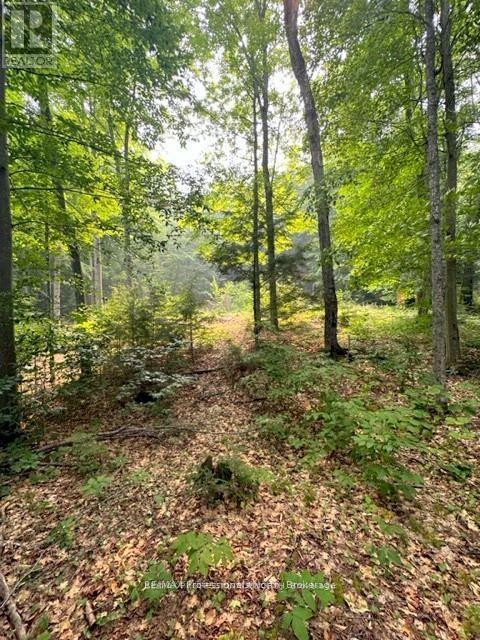 1167 Leon's Lane, Dysart Et Al, Ontario  K0M 1S0 - Photo 27 - X12277380