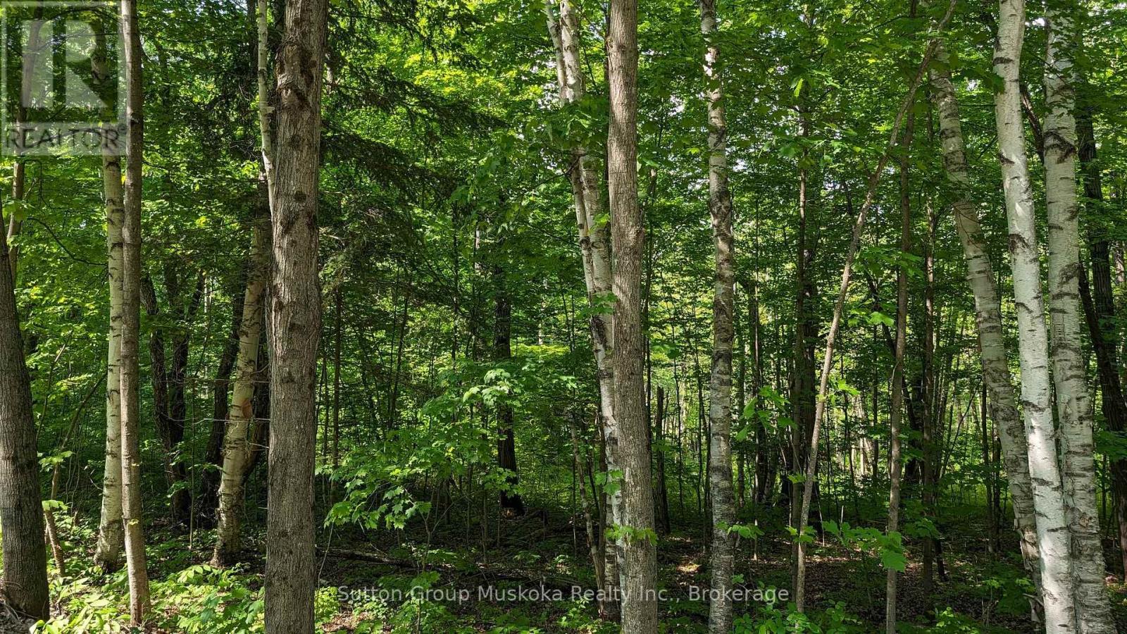 Lot 1 Tally-Ho Winter Park Road, Lake Of Bays, Ontario  P1H 2E8 - Photo 4 - X12280964