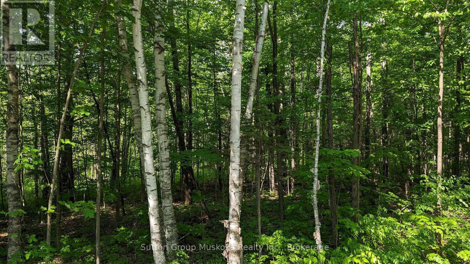 Lot 1 Tally-Ho Winter Park Road, Lake Of Bays, Ontario  P1H 2E8 - Photo 5 - X12280964