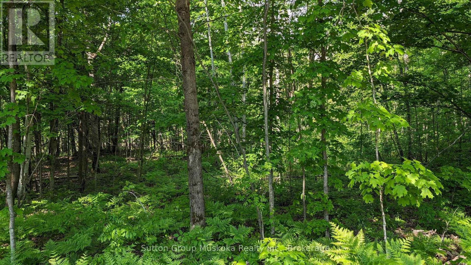 Lot 1 Tally-Ho Winter Park Road, Lake Of Bays, Ontario  P1H 2E8 - Photo 6 - X12280964