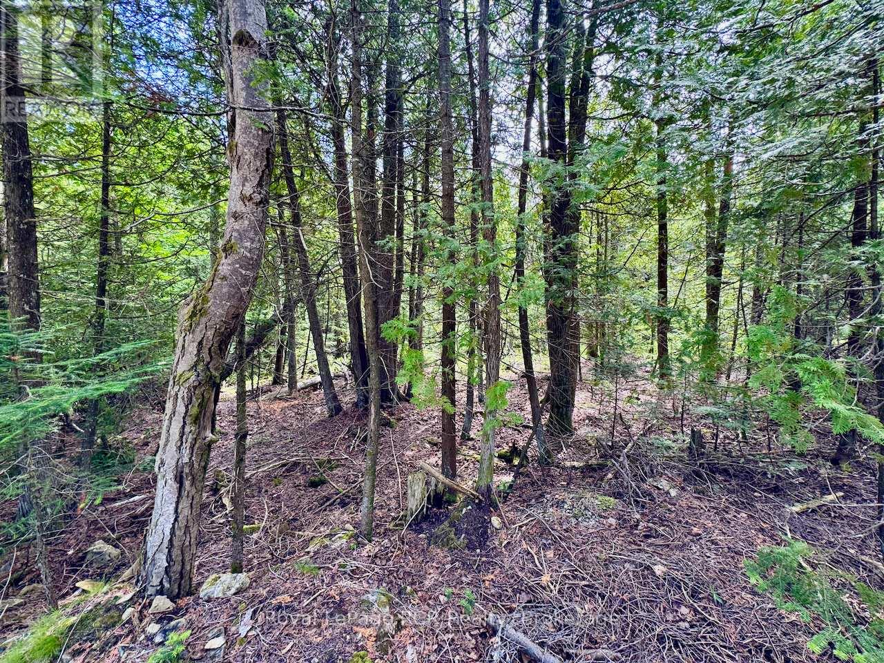 104 Little Pine Drive, Northern Bruce Peninsula, Ontario  N0H 1W0 - Photo 13 - X12292628