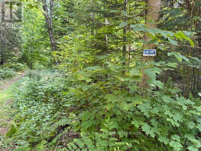 755 Concession 4 & 5 Road E, Huntsville, Ontario  P1H 2J3 - Photo 12 - X12385578