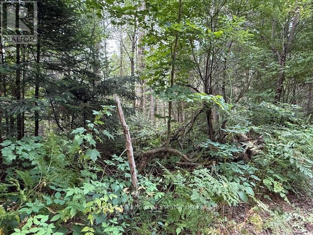 755 Concession 4 & 5 Road E, Huntsville, Ontario  P1H 2J3 - Photo 25 - X12385578