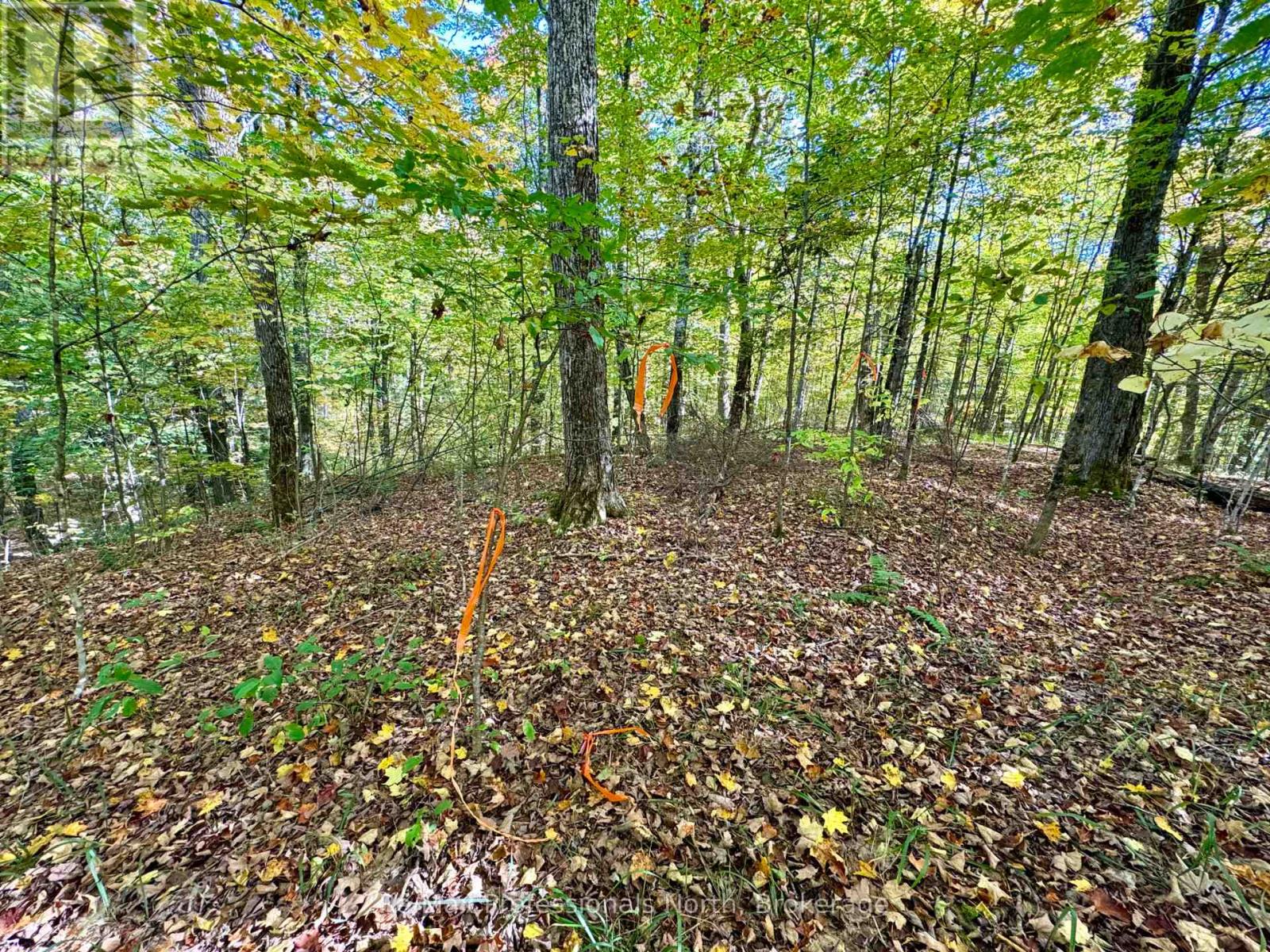 234 Longs Lake Road, Huntsville, Ontario  P0B 1M0 - Photo 5 - X12393318