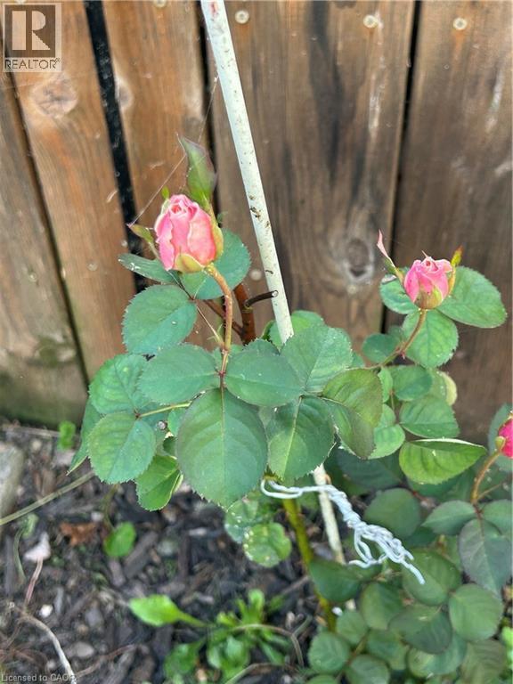 17 Maple Lane, Rainham, Ontario  N0A 1P0 - Photo 28 - 40800583