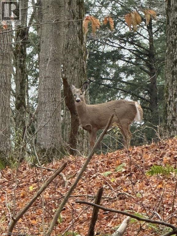 1078 Berlett's Road, St. Agatha, Ontario  N0B 2L0 - Photo 40 - 40815825