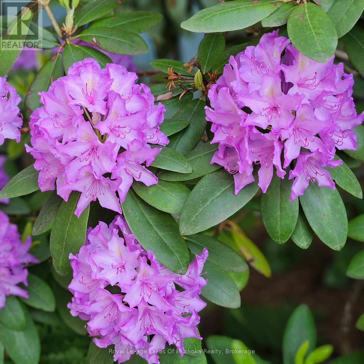 16 Rogers Road, Huntsville, Ontario  P1H 1T1 - Photo 31 - X12942296