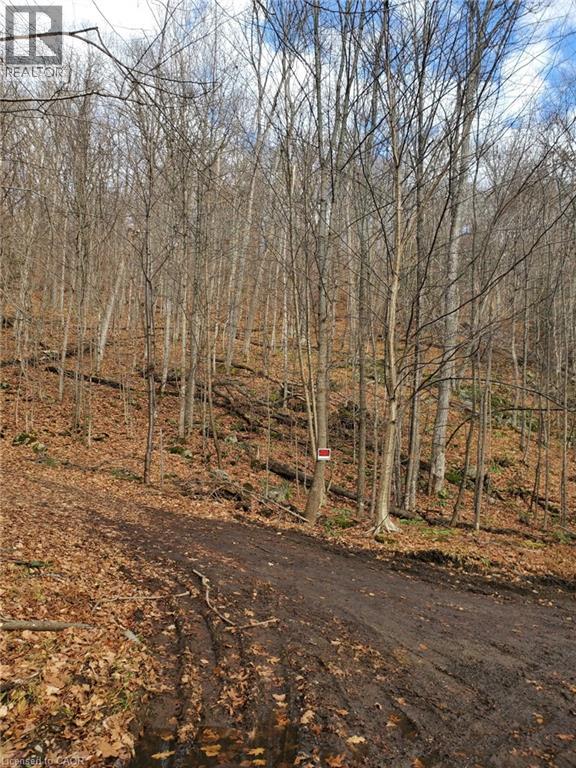 0 Echo Bay Road, Dwight, Ontario  P0A 1H0 - Photo 8 - 40807913