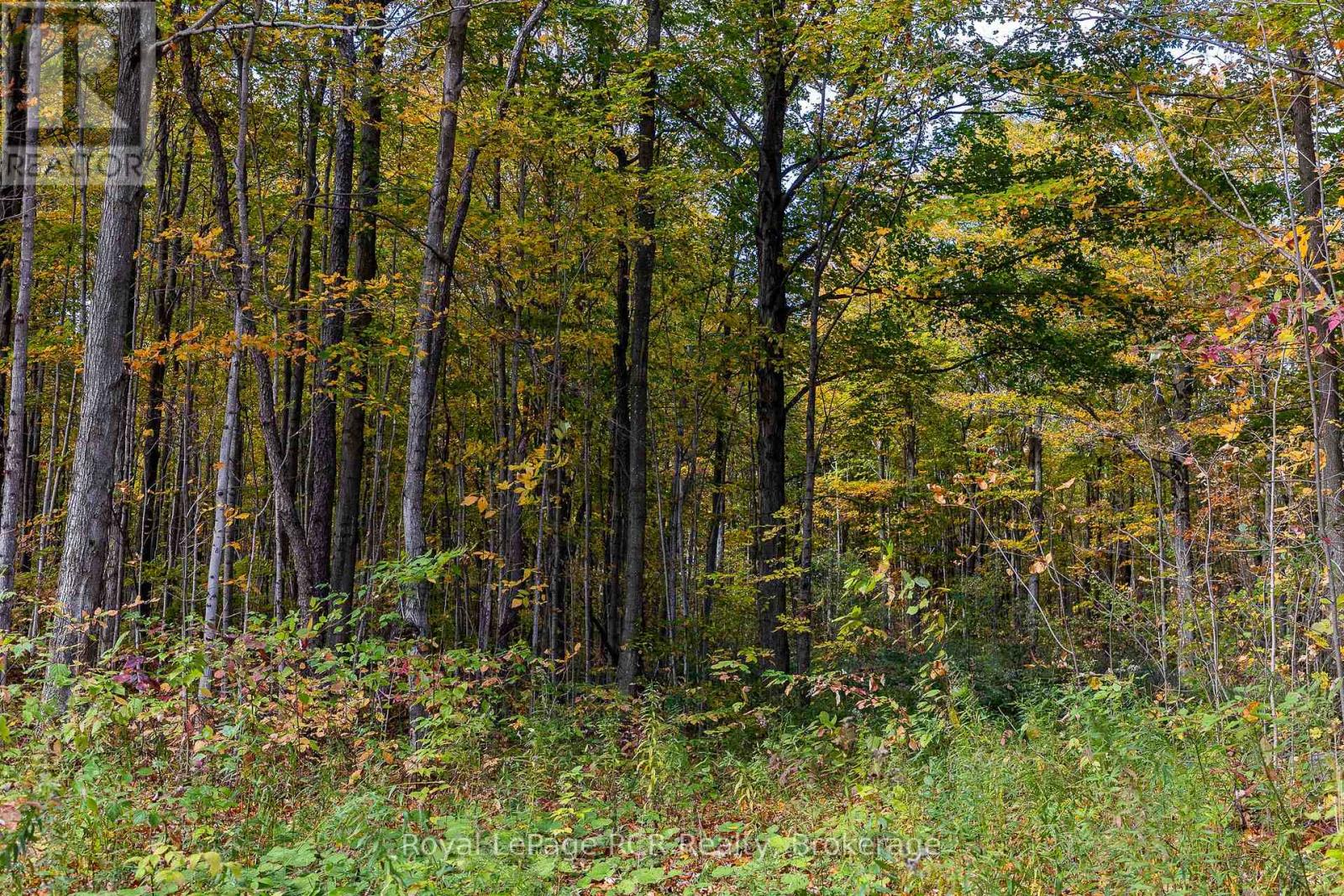 00 9th Line, Grey Highlands, Ontario  N0C 1H0 - Photo 6 - X12956938