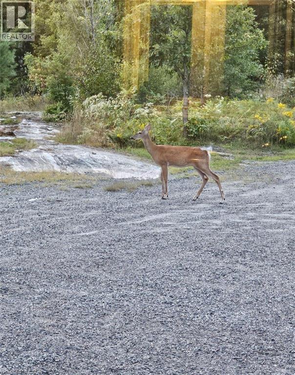 891 Peninsula Road, Gravenhurst, Ontario  P1P 0E2 - Photo 40 - 40818574