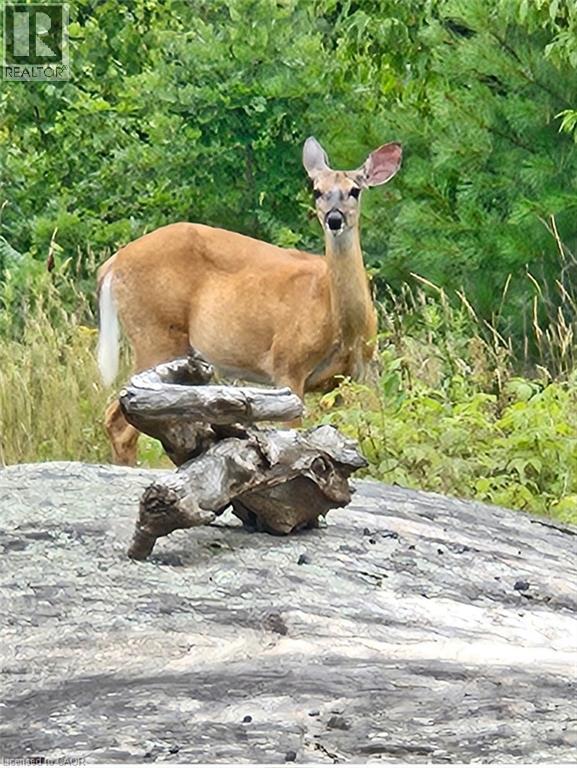 891 Peninsula Road, Gravenhurst, Ontario  P1P 0E2 - Photo 41 - 40818574