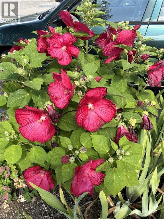 126 Snowdrop Crescent, Kitchener, Ontario  N2E 4G7 - Photo 39 - 40820445